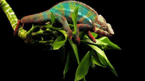 高中生物二輪復(fù)習(xí)微專(zhuān)題精講 聚焦核心，構(gòu)建網(wǎng)絡(luò)